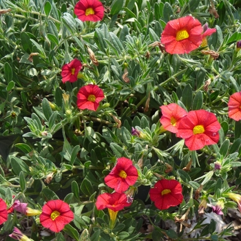 Calibrachoa 'Scarlet' 