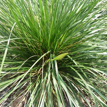 Deschampsia cespitosa