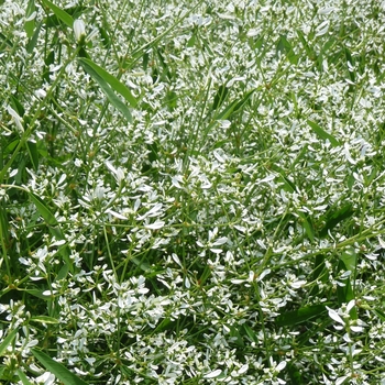 Euphorbia 'White Manaus' 