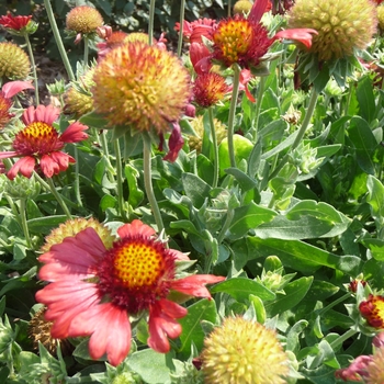 Gaillardia aristata 'Burgundy Picotee' 