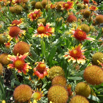 Gaillardia aristata Sunburst™ 'Scarlet Halo'