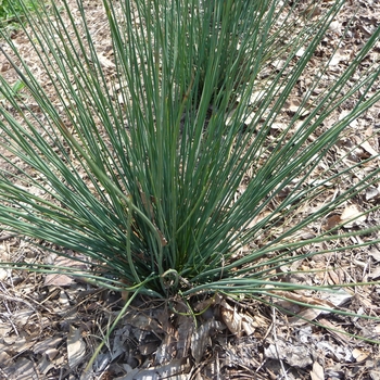 Juncus tenuis 'Blue Dart' 