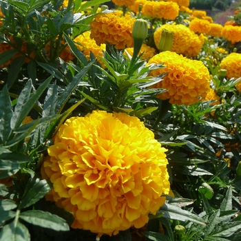 Tagetes erecta Taishan® 'Gold'