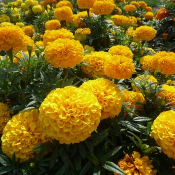 Tagetes erecta 'Gold' 