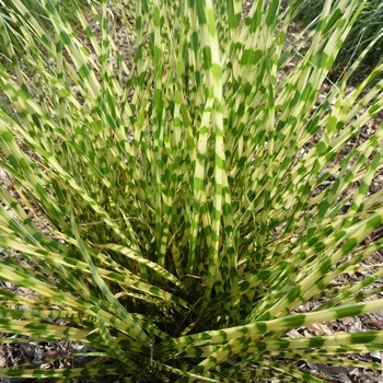 Miscanthus sinensis 'Gold Bar'