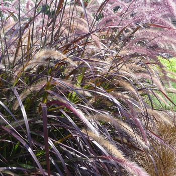 Pennisetum setaceum 'Red Riding Hood' 