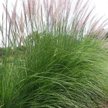 Pennisetum setaceum