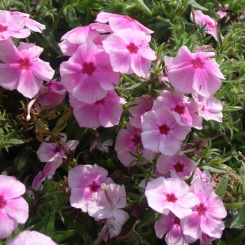 Phlox 'Phloxy Lady Dark Pink' 