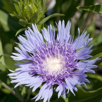 Stokesia laevis 'Klaus Jelitto' 