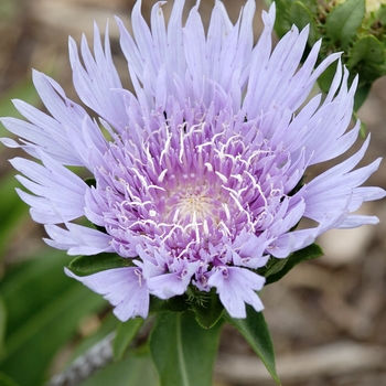 Stokesia 'Bluestone' 