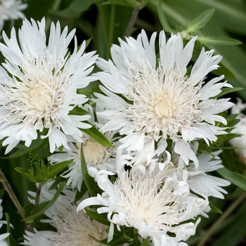 Stokesia laevis 'Alba' 