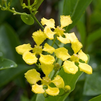 Stigmaphyllon ciliatum '' (017502)