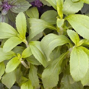 Stevia rebaudiana 