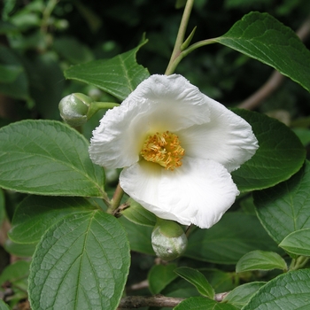 Stewartia pseudocamellia