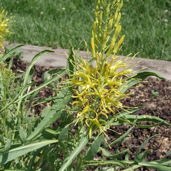 Stanleya pinnata 