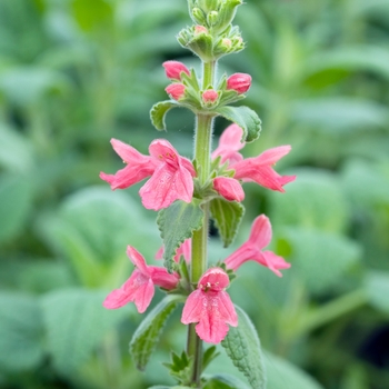 Stachys coccinea 'Chinook' 