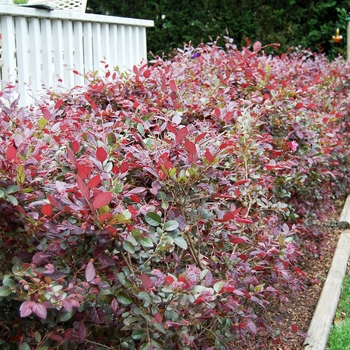 Loropetalum chinense f. rubrum 'Razzle Dazzle' 