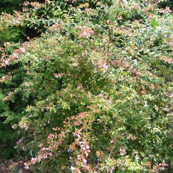 Abelia parvifolia 