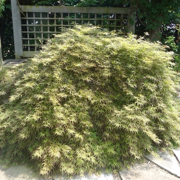 Acer palmatum var. dissectum 'Pendulum Julian' 