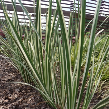 Acorus calamus 'Variegatus' 