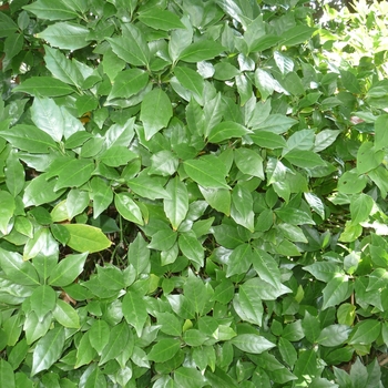 Aucuba japonica 'Rozanne'