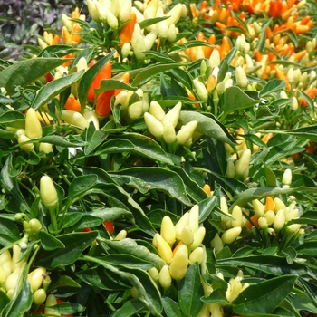 Capsicum annuum 'Explosive Blast' 