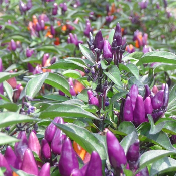 Capsicum annuum 'Explosive Ember'