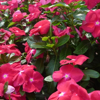 Catharanthus roseus 'Red' 