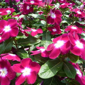 Catharanthus roseus 'Pacifica Burgundy Halo'