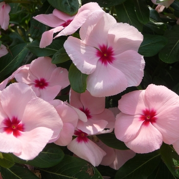 Catharanthus roseus