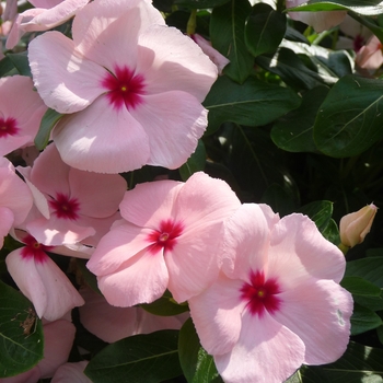 Catharanthus roseus Valiant™ Apricot