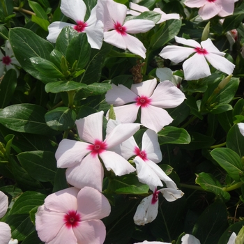 Catharanthus roseus Cora® 'Cascade Peach Blush'