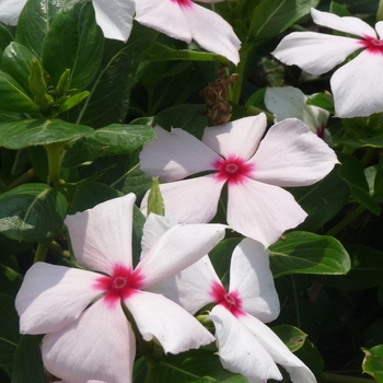 Catharanthus roseus 'Cascade Peach Blush' 