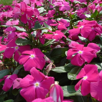 Catharanthus roseus 'Garden Pink'