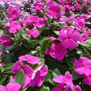 Catharanthus roseus 'Violet' 