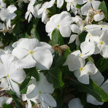 Catharanthus roseus 'Garden White' 