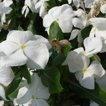 Catharanthus roseus 'Garden White'