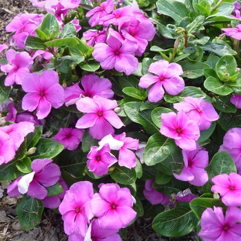 Catharanthus roseus SunStorm® 'Deep Lilac'