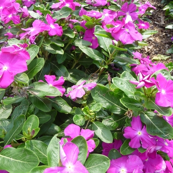 Catharanthus roseus 'Deep Lilac' 