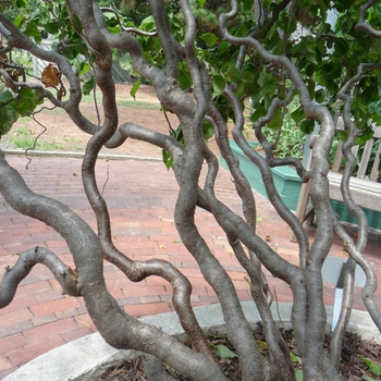 Corylus avellana 'Contorta' 