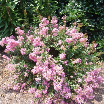 Lagerstroemia indica 'Dazzle™ Me Pink' 