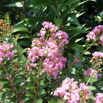 Lagerstroemia indica 'Dazzle™ Me Pink'