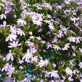 Scaevola aemula Bombay® 'Lavender'