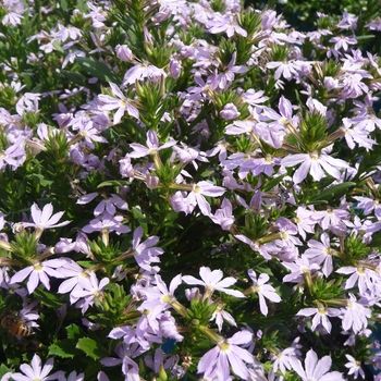 Scaevola aemula 'Lavender' 