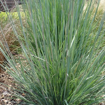 Schizachyrium scoparium '' (017615)