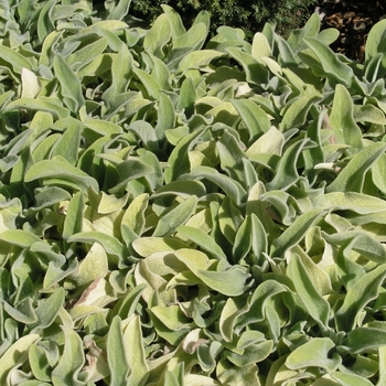 Stachys byzantina 'Primrose Heron' 