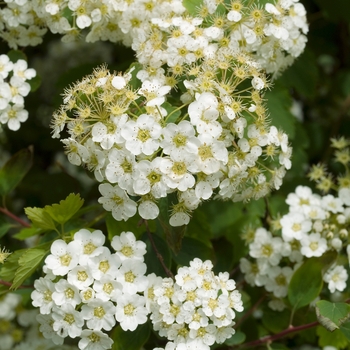 Spiraea x vanhouttei 'Renaissance' 