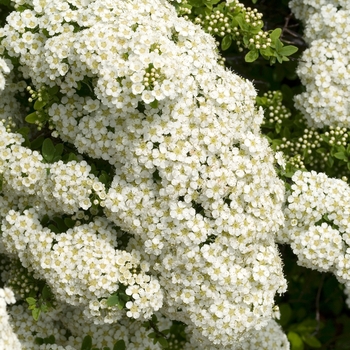 Spiraea nipponica 'Halward's Silver' 