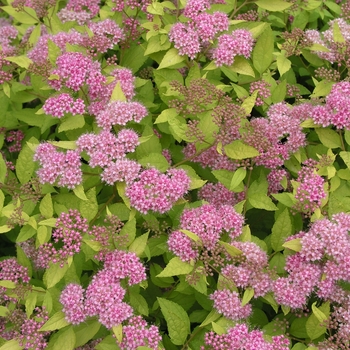 Spiraea x bumalda 'Limemound®' 'Monhub'