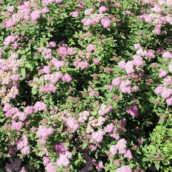 Spiraea japonica 'Norman' 